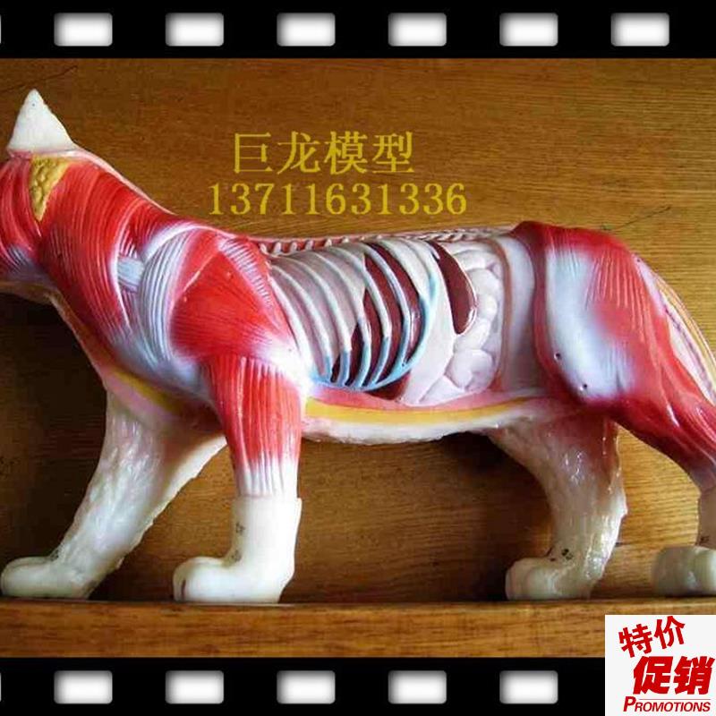 猫解剖猫针灸猫p模型教学模型动物标本模型