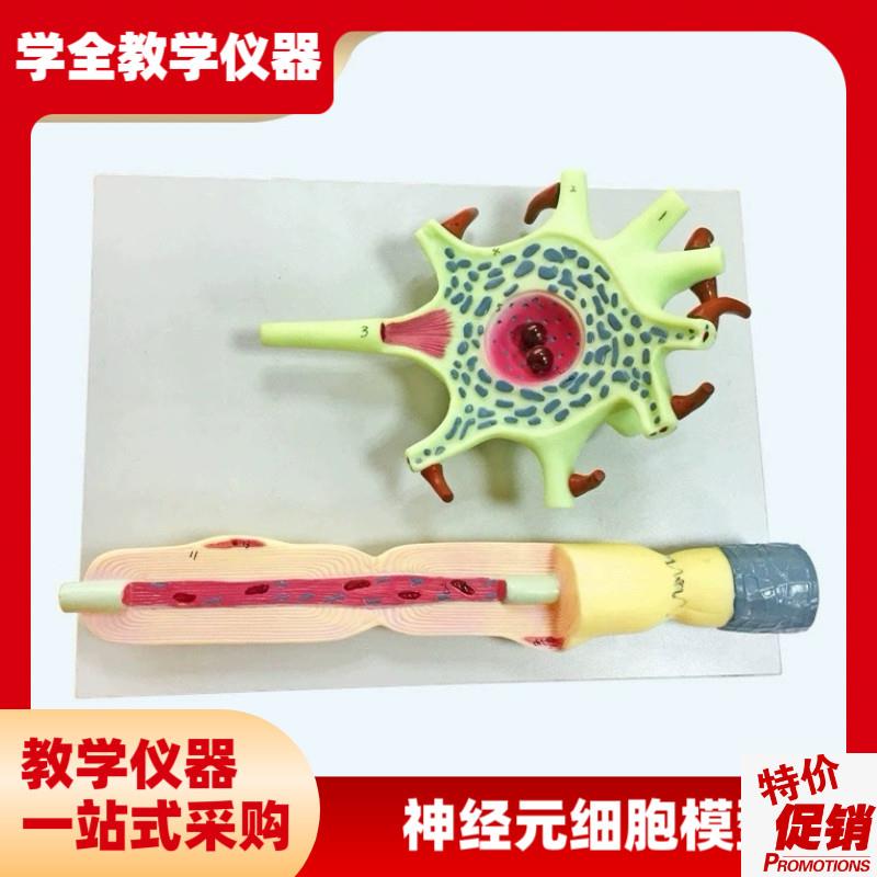 神经元模型教学仪器神经x元胞体和神经纤维结构放大模型
