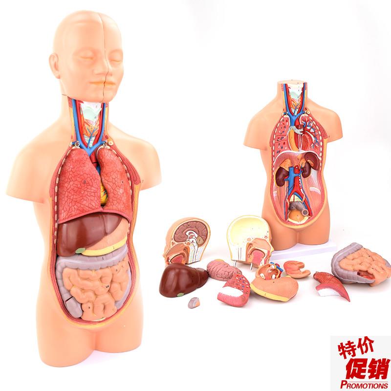 ENOVO颐诺中型人体器官解y剖模型内脏器标本医学解剖学系统心肝胃