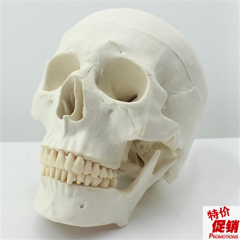 ENOVO颐诺医学艺用美术人v体头骨模型亚洲头颅骨解剖模型标本skul