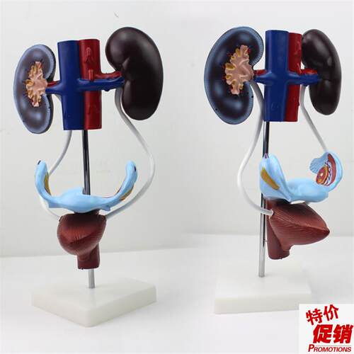 女性泌尿生殖K系统解剖模型