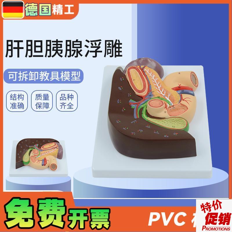 德国】人体胰腺肝脏十二指肠胆结石脾脏肝胆解U剖模型教学内科