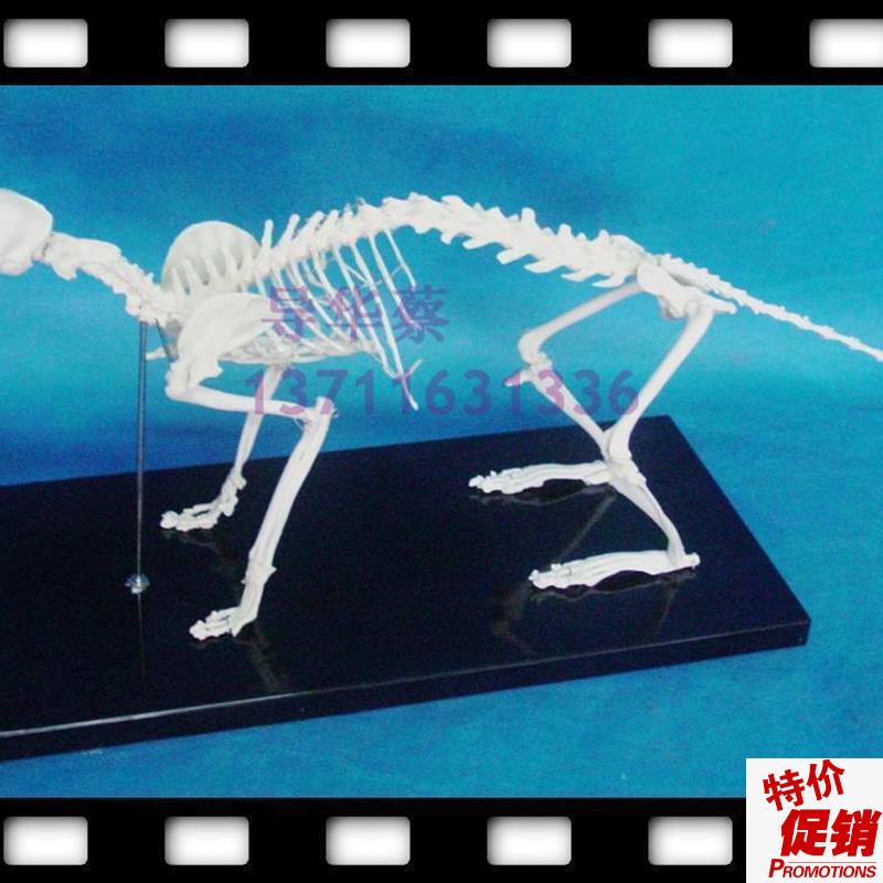 猫猫骨模型猫科动物动物模型动物标本O动物猫骨骼骨科器械