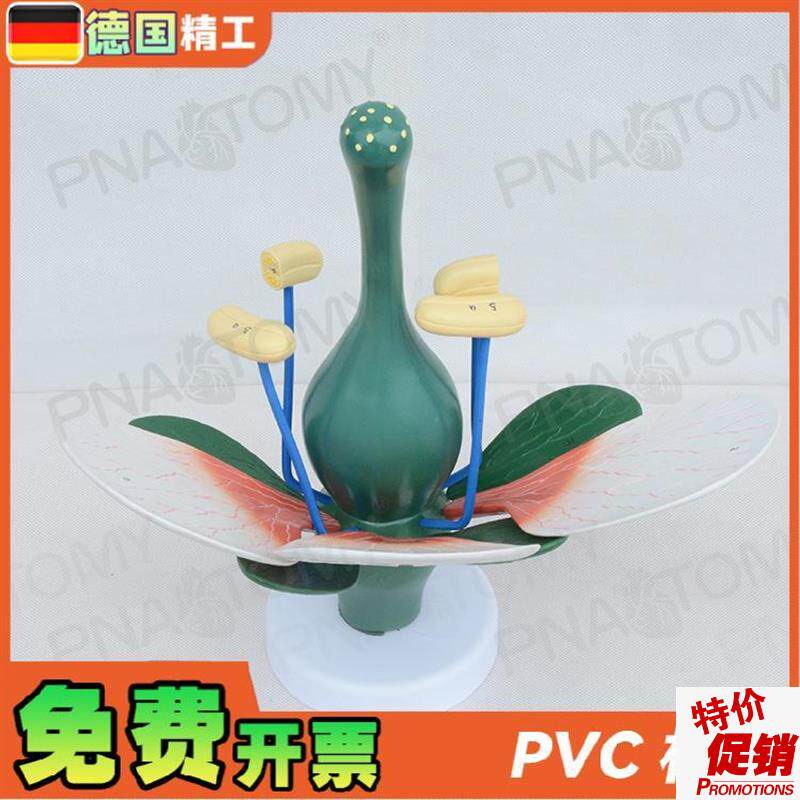 德国】桃花双子叶花绿色花蕊植物构造放大结构解剖模Y型生物教学