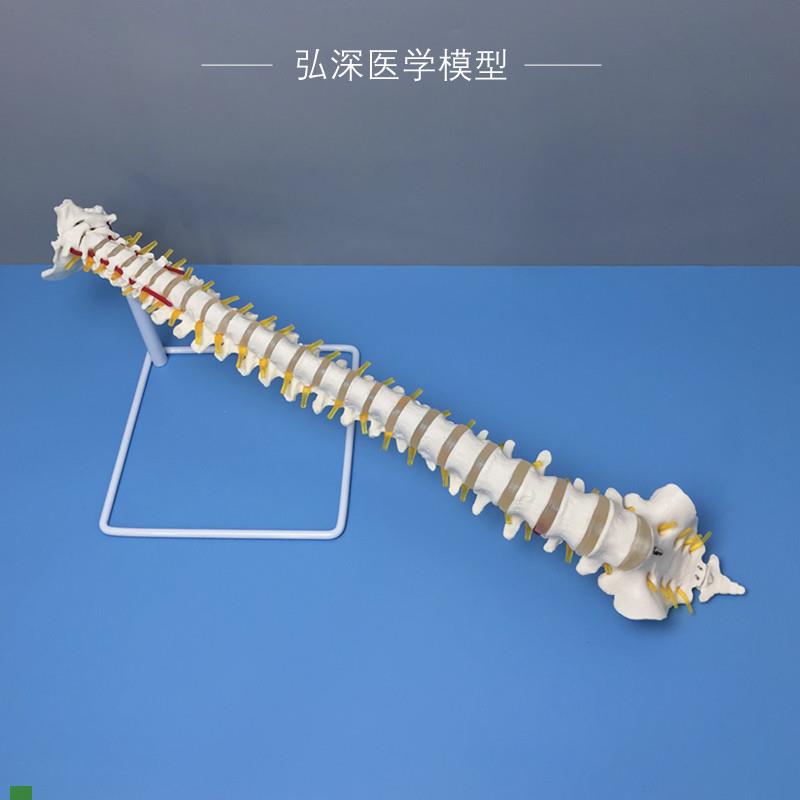人体脊柱a模型1比1脊椎尾骨骼可动弯曲颈胸腰椎间盘颈动脉神经教