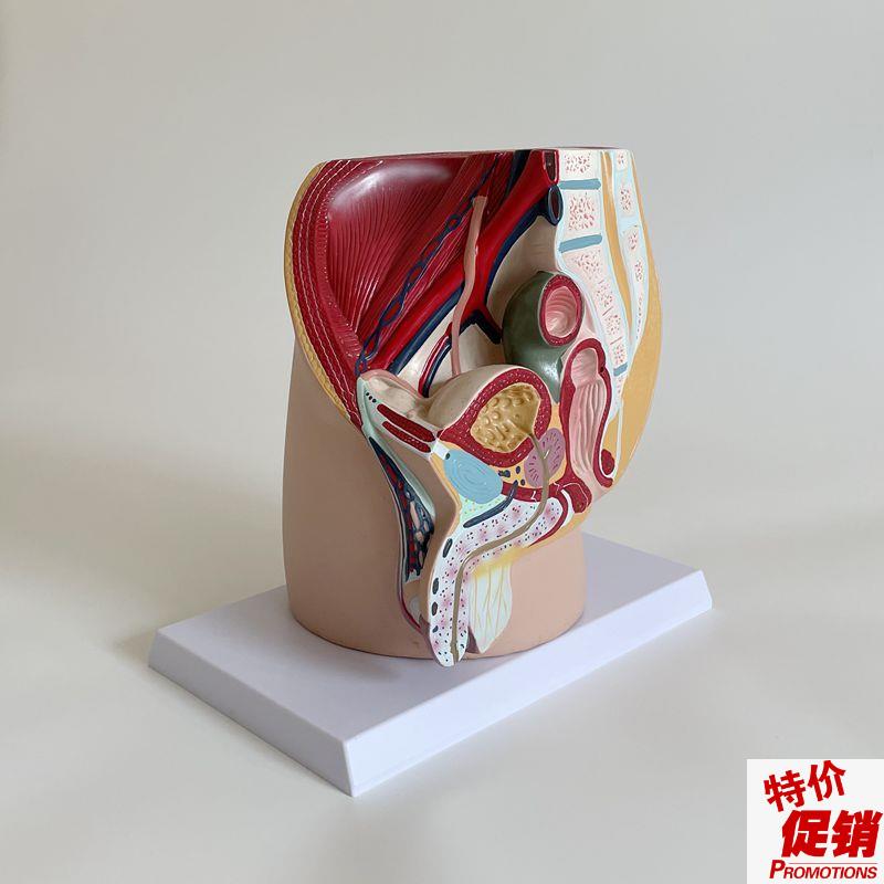康泰模型男盆腔膀胱前列腺睾丸腹腔内脏盆腔O盆底肌男科医患示教