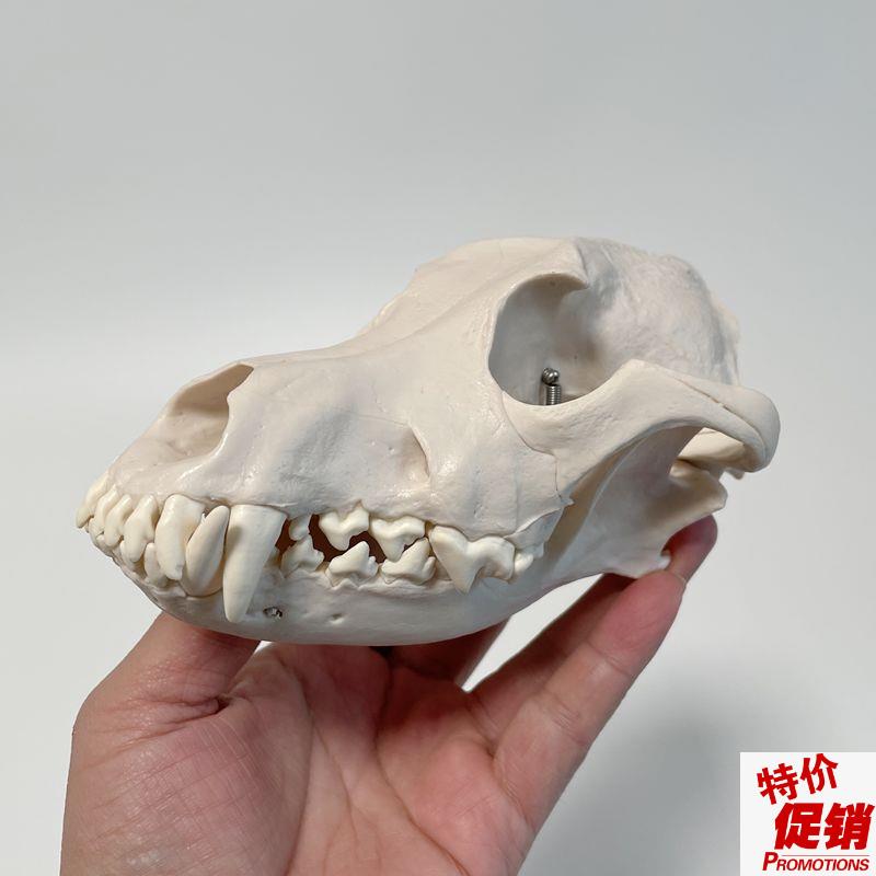 康泰动物模型犬头骨口腔t牙齿咬合仿真狗骨头兽医宠物医院摆件促