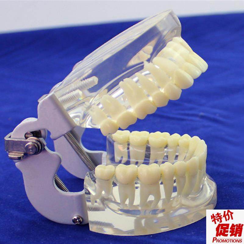 ENOVO颐诺成人标准口腔模型标C准标准牙齿模型配咬合架口腔科牙,文具电教/文化用品/商务用品,教学标本/模型,淘宝优惠券,粉丝福利购,淘宝优惠卷