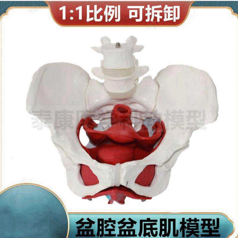 盆底肌模型e拆卸会阴解剖筋膜韧带子宫生殖泌尿器官妇产科月子培