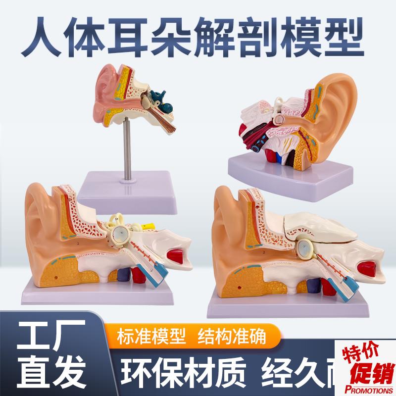 耳模型桌上d型耳解剖模型外中内耳部听觉系统器官耳朵构造教学医
