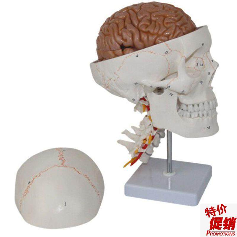 颅脑带颈a椎模型成人1比1口腔牙科医用骨缝教学仿真标本可拆卸促,玩具/童车/益智/积木/模型,其他模型玩具,淘宝优惠券,粉丝福利购,淘宝优惠卷