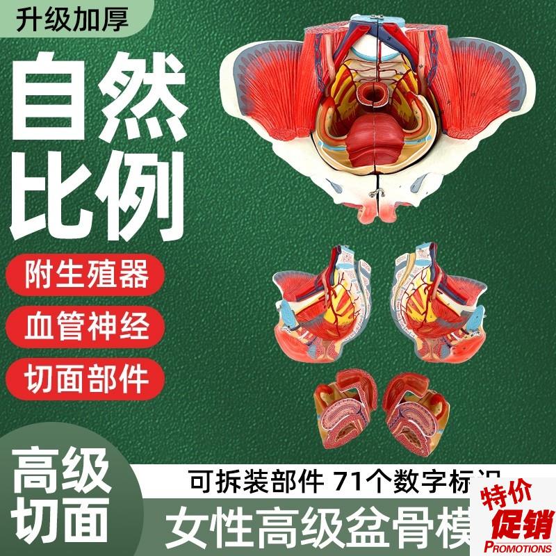 女性骨盆模型盆底肌带生殖器血管C神经肌肉子宫人体解剖教学骨盆