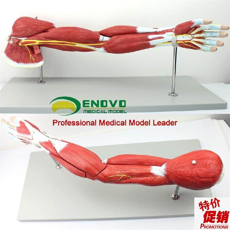 ENOVO医学人体上肢肌肉解剖模型手臂神经血管动静U脉结构胳膊肌肉,文具电教/文化用品/商务用品,教学标本/模型,淘宝优惠券,粉丝福利购,淘宝优惠卷