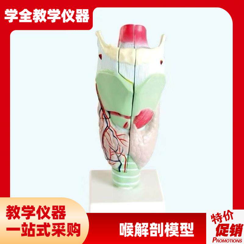 喉咙解剖咽喉模型放大标本w喉部血管甲状腺喉结头医院教学模型