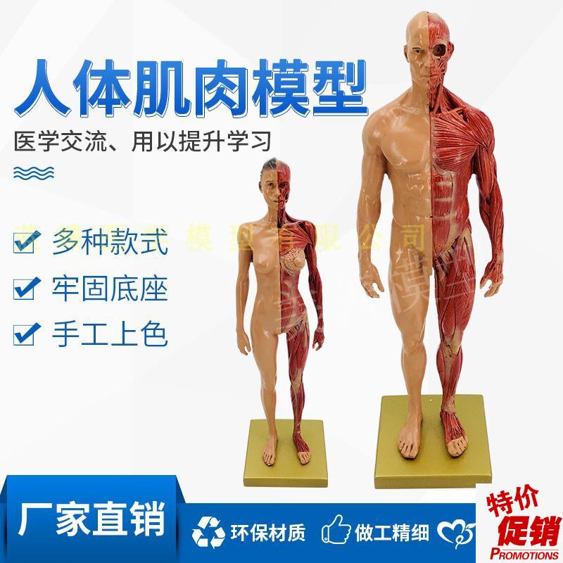 CG参考医学头雕绘画头骨模型半身像艺用人体肌肉骨骼X解剖结构美