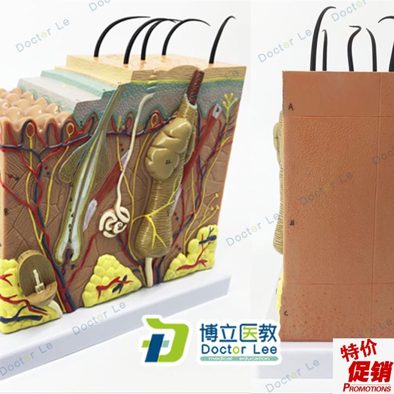 人体皮肤下组织结构放大50倍模型医K学整形美容院皮肤模型