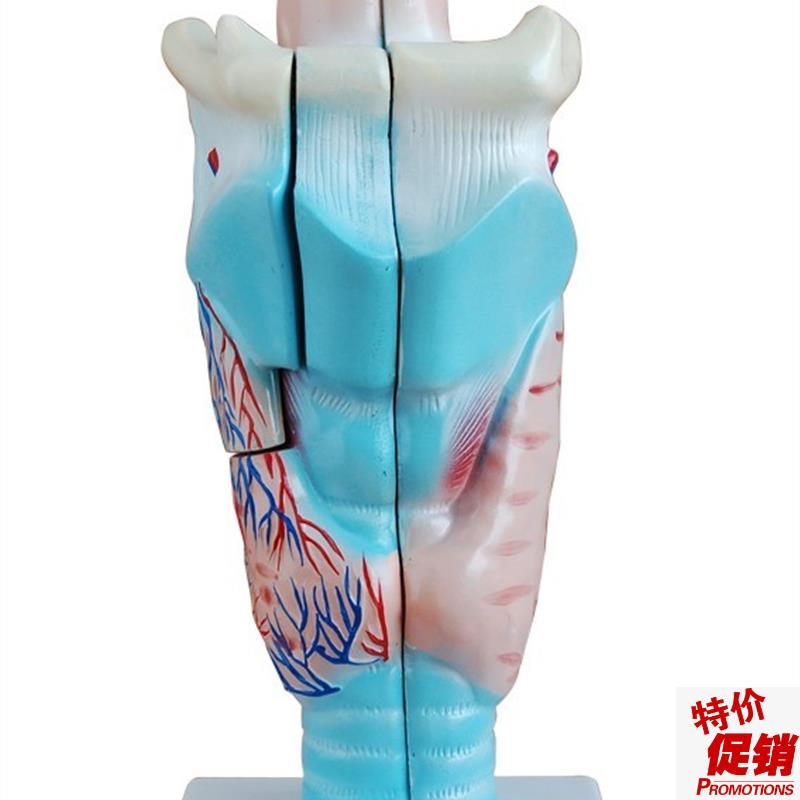 人体喉解剖模型喉头解剖模型喉模型喉I部血管甲状腺模型示教模型