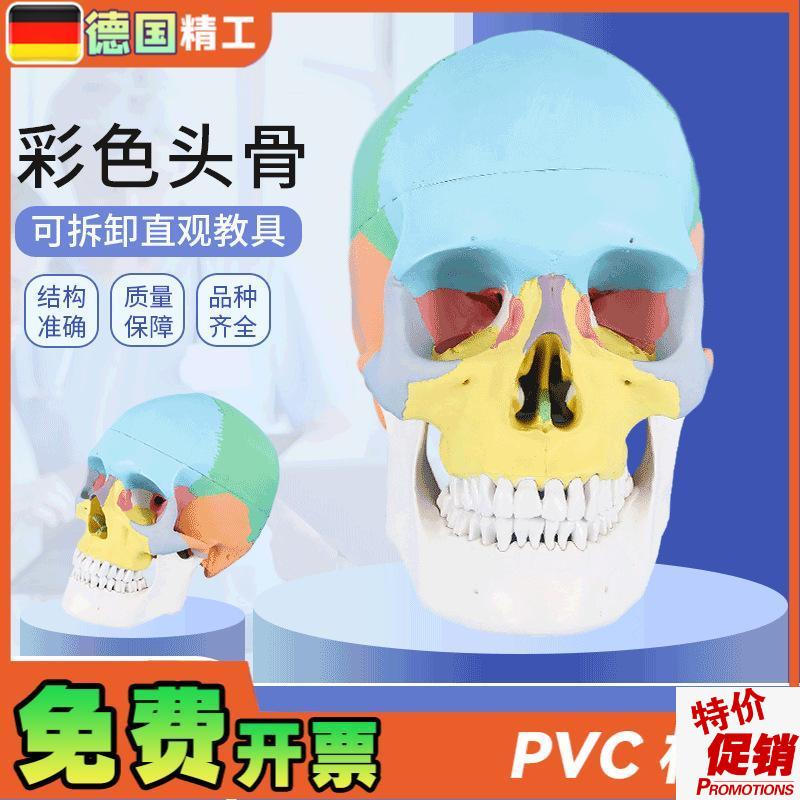 德国标准头骨教i学模型头颅骨标本模型美术艺用彩色头颅头骨骷髅