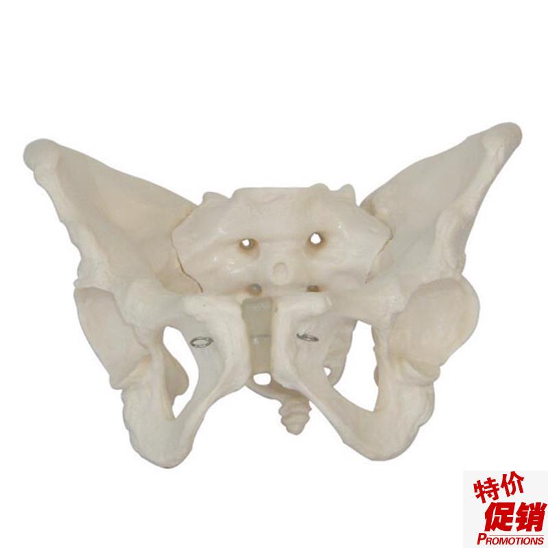 【厂家直销】女性骨盆模型,骨骼模型,妇科模型Q,盆骨模型人体模型