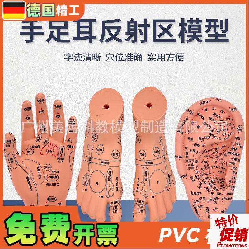 脚穴位模型足部底耳m模耳朵手经络手部推拿针灸足底脚模反射模型