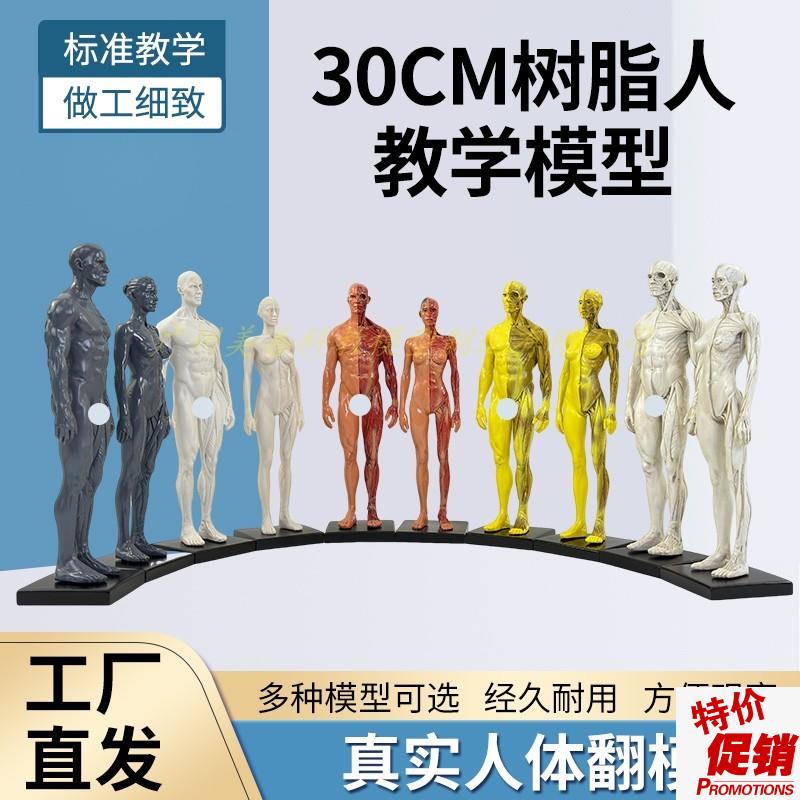 30cm绘画参考头骨模型半胸像艺用G人体肌肉骨骼解剖结构美术速写