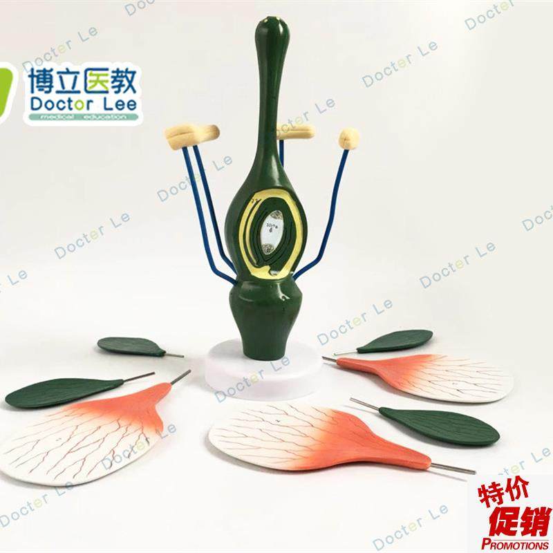 教学桃花模型典型双子叶花构造模型小型桃花S解剖标本生物植物