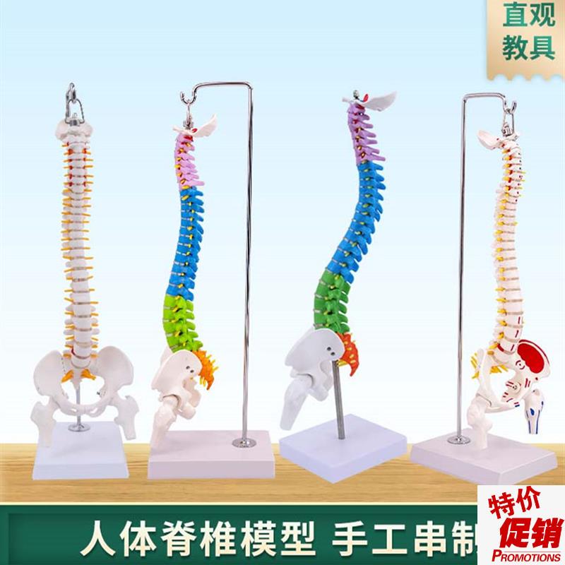 人体脊柱模型人体骨骼模型脊v椎45CM带颈椎胸椎尾椎椎骨骨盆模型