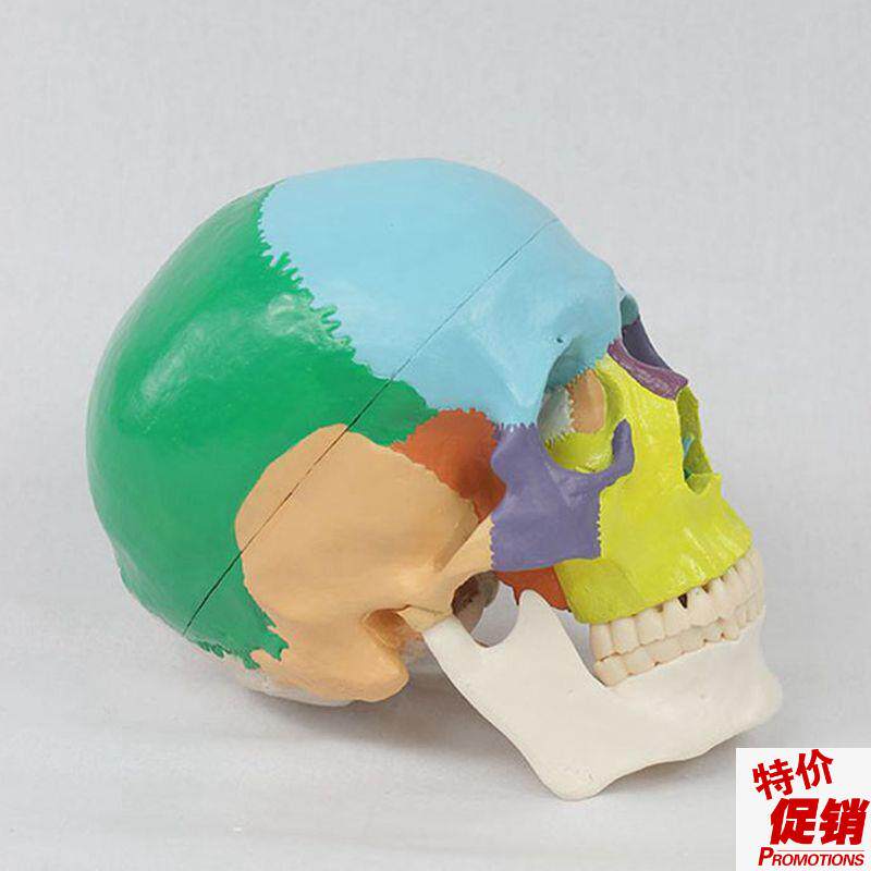 瑞泰模型颅骨色彩分拆1比1自然大牙E科医用教学美术收藏面部微整