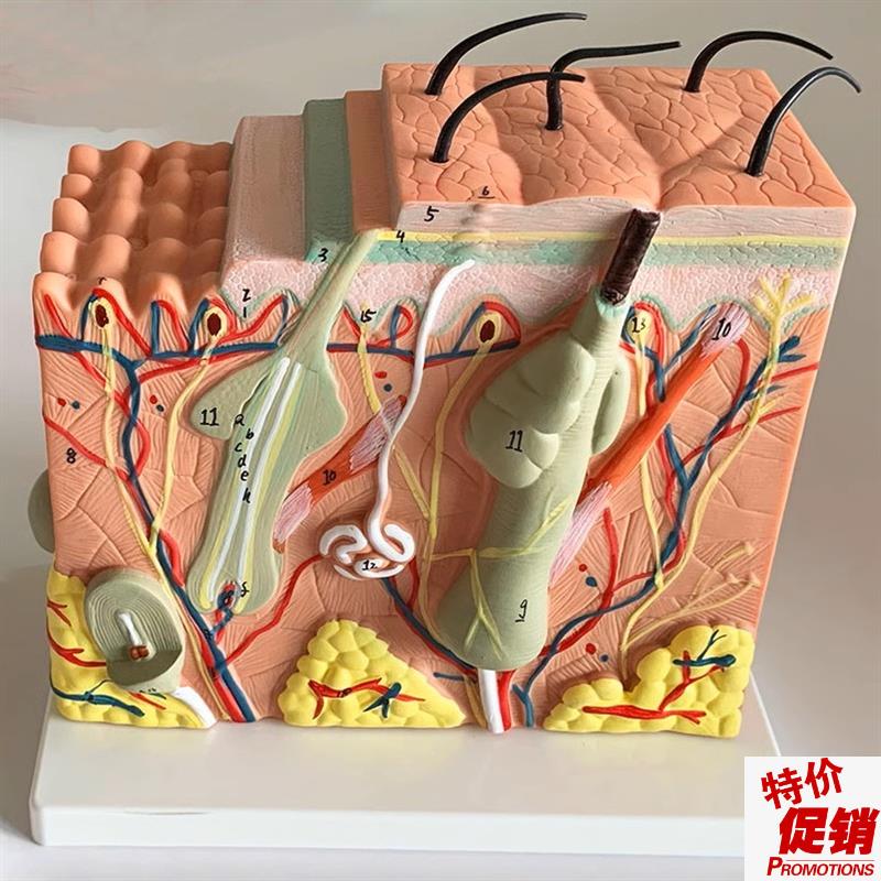 人体皮肤模型毛发表皮真皮毛囊毛干皮下组织血S管神经医美微整形