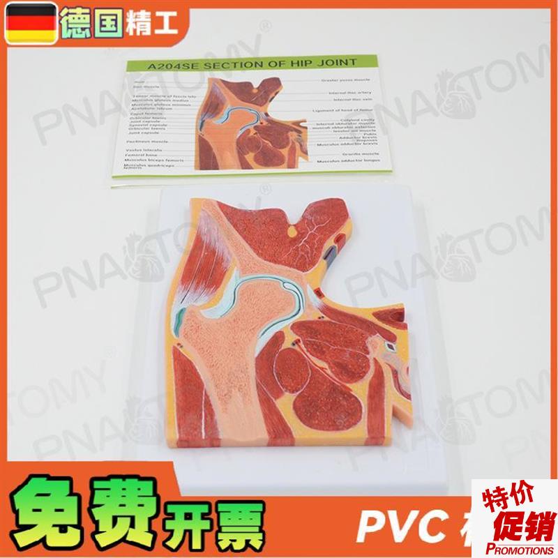 德国人体MRI髋关节骨骼肌肉剖面构造解J剖模型医学骨科疼痛科教学