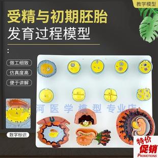 受精与初期胚胎发育过程模型卵细胞发育妇L产科计划生育教学胎盘