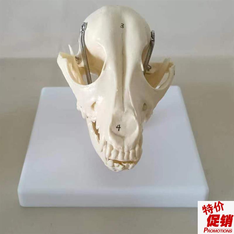 狗头骨模型动物骨骼p犬科犬骨架犬头骨犬骨骼宠物兽医教学模型