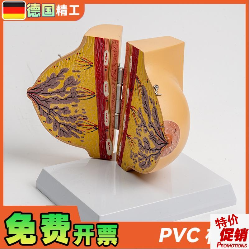 德国】乳房模型胸模型胸部解剖模型静止期女性乳房V结构造医学教