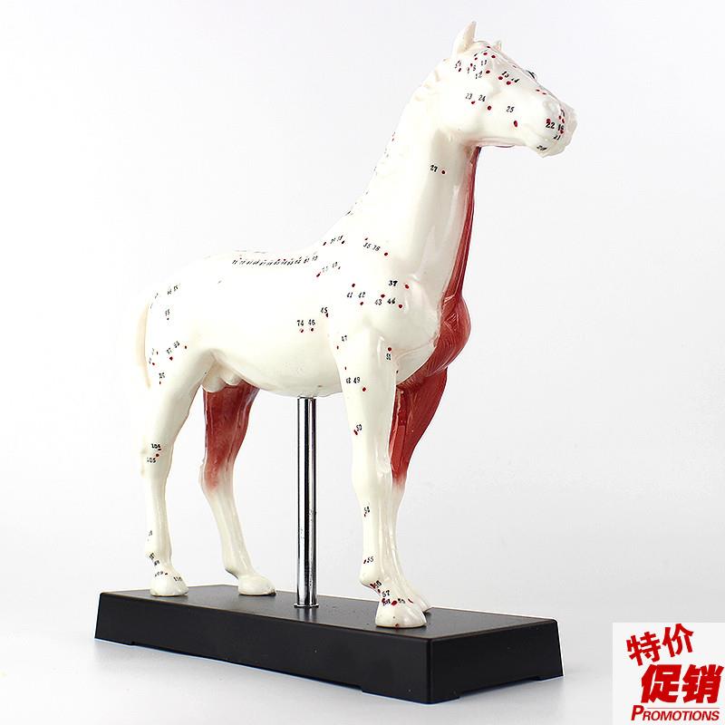 ENOVO颐诺马针灸模型动物解剖模型宠物J模型针灸腧穴模型马针灸穴
