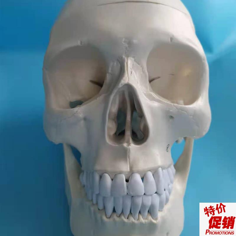 仿真新款名正口腔演m示人体头骨模型头颅骨解剖标本骨骼神经乳白