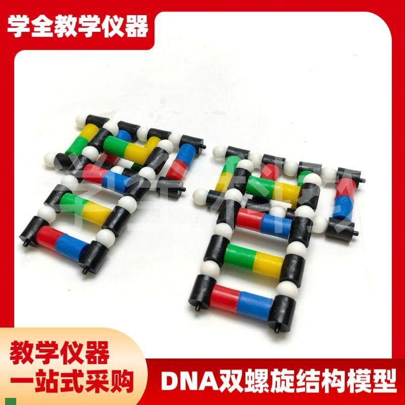 DNA双螺旋结构k模型分子结构模型脱氧核苷酸链碱基对遗传染色体