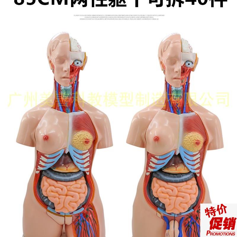 85cm两性躯h干模型器官互换可拆40件人体解剖模型医学教具