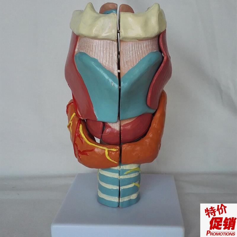 包邮人体喉放大解剖模型(7件)器官结构解剖S医用教学讲解展示