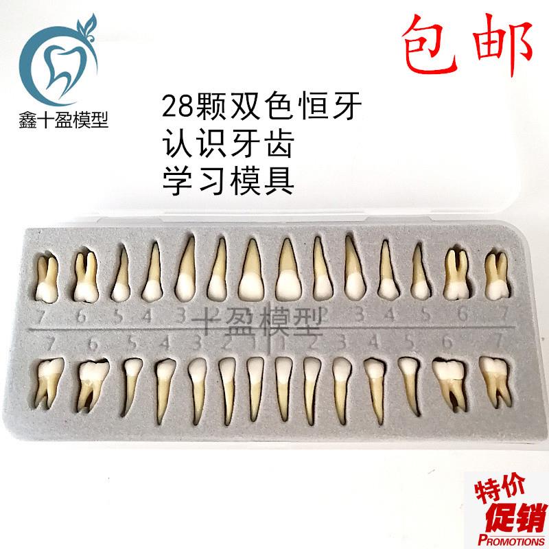 牙科材料28f颗双色恒牙有牙根离体牙模型成人全口标准牙齿模型702
