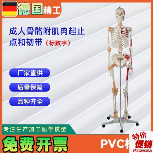 成人人体医学骨骼l176CM附半身肌肉起止点加半身韧带骨骼标数字