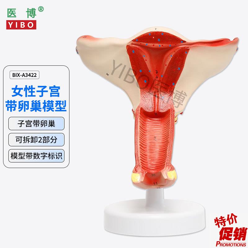医博BIX-A3422正常子宫模型女性子宫模型医用教具J女性内外生殖器