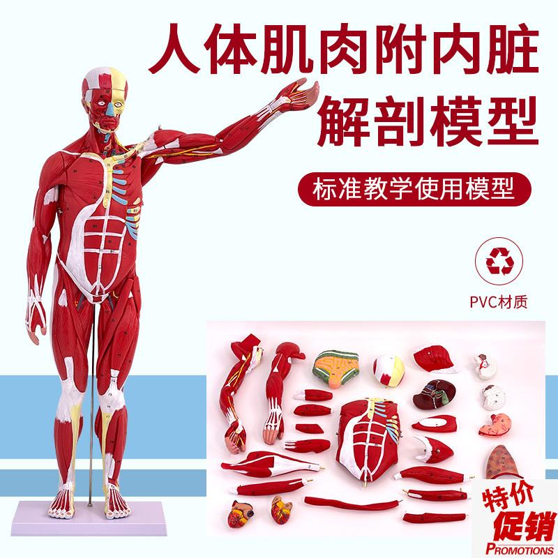 80CM人体全身肌肉解剖模型可拆卸27件K医用人体肌肉解剖教学模型