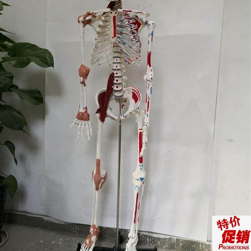 170cme人体骨骼韧带肌肉数字编码骨架医用教学讲解模型,玩具/童车/益智/积木/模型,其他模型玩具,淘宝优惠券,粉丝福利购,淘宝优惠卷