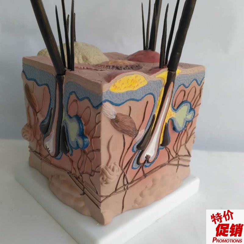 病态狗皮肤模型动物模型教学教仪宠物G兽医医用医学模型直销优惠
