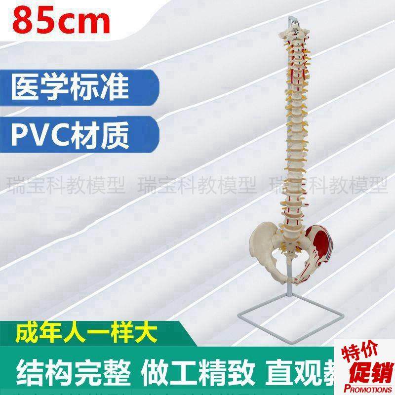 1:1人体脊柱正骨专用q肌肉起止点颈椎动脉神经生理弯曲骨盆骶椎股,玩具/童车/益智/积木/模型,其他模型玩具,淘宝优惠券,粉丝福利购,淘宝优惠卷