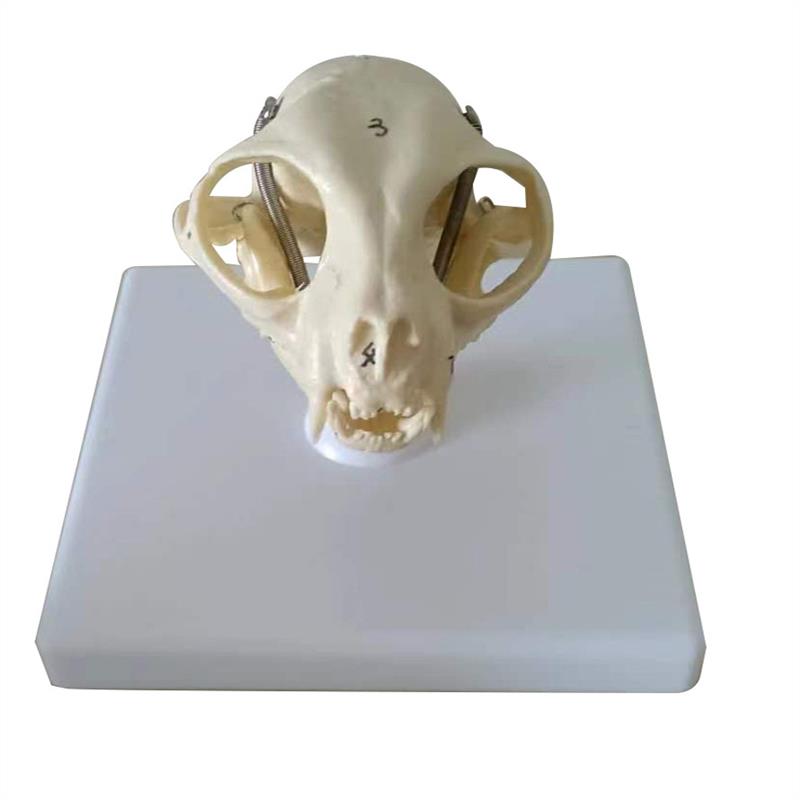 宠物猫头骨模型医用u动物猫科模型宠物兽医教学教具