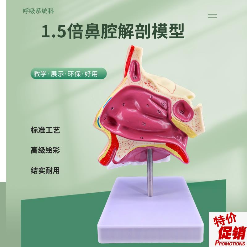 人体鼻腔解剖模型教学模型鼻子模型五官科医用Y模型耳鼻喉