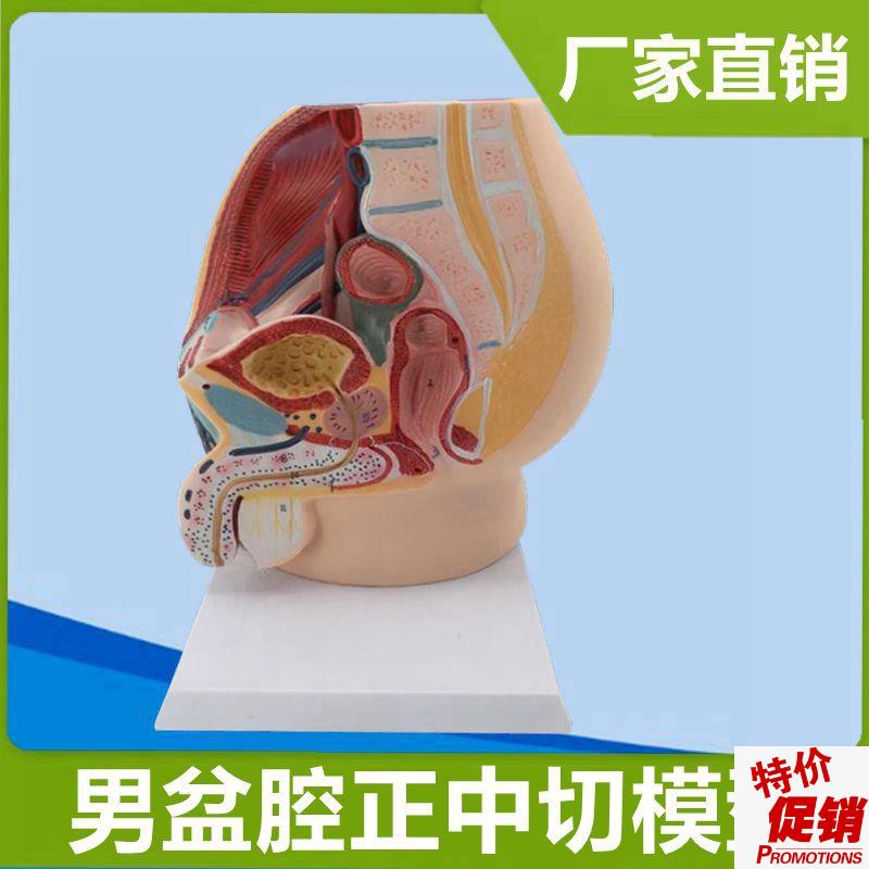 男腹腔模型1:1比例盆腔矢状切医用解剖教具N泌尿生殖器官男科医患