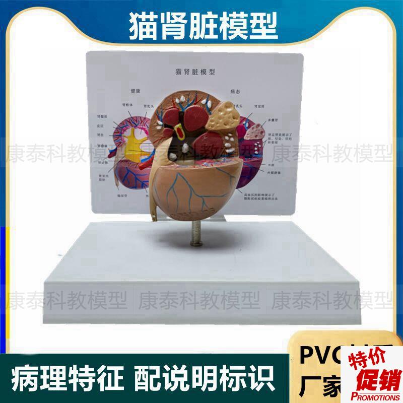 猫肾脏模型猫科动物泌尿器t官仿真塑胶模具兽医宠物医院摆件病理