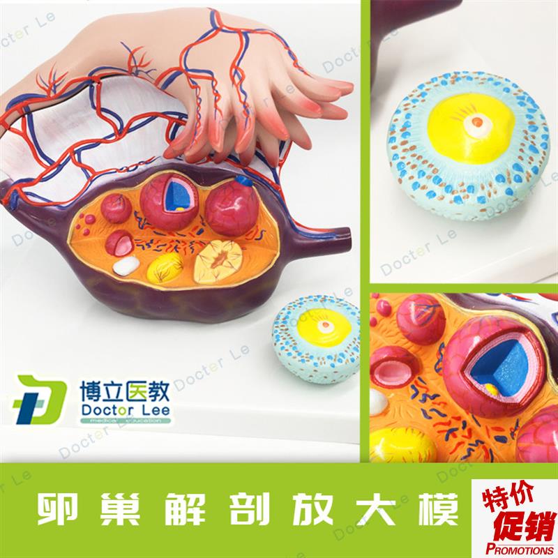 卵巢解剖放大模型卵巢模型女x性子宫卵巢结构模型卵泡发育输卵管